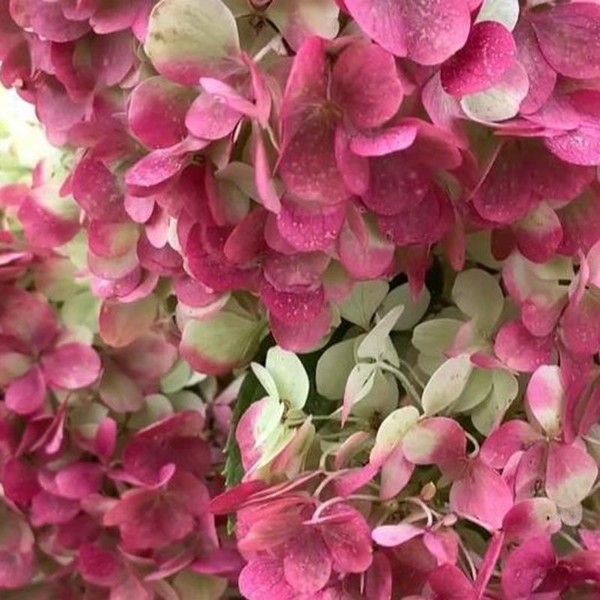 Краса Лесково