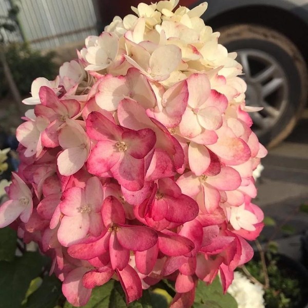 Колорфул Коктейль