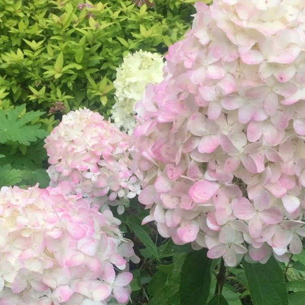 Мэджикал Свит Саммер