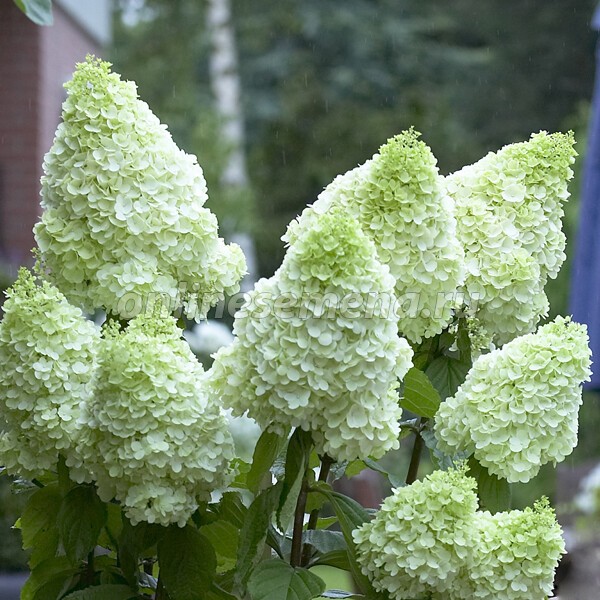 Мэджикал Мунлайт