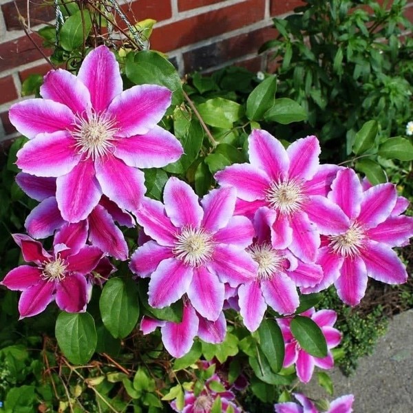 Клематис крупноцветковый Доктор Раппел (Dr. Ruppel)