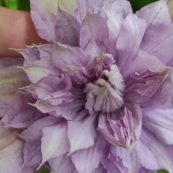 Клематис крупноцветковый Протеус (Proteus)