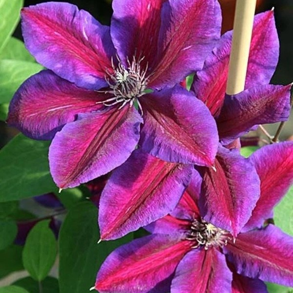 Клематис крупноцветковый Миссис Н. Томпсон (Mrs N. Thompson)