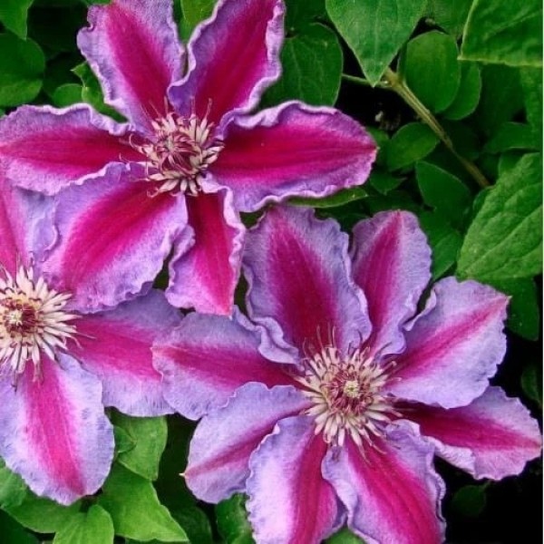 Клематис крупноцветковый Тюдор