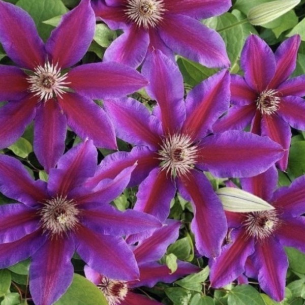 Клематис крупноцветковый Акаиши (Akaishi)