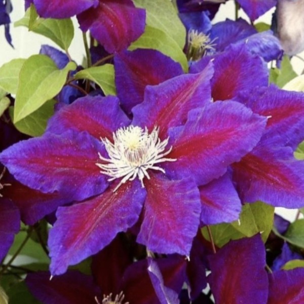 Клематис крупноцветковый Юлька (Julka)