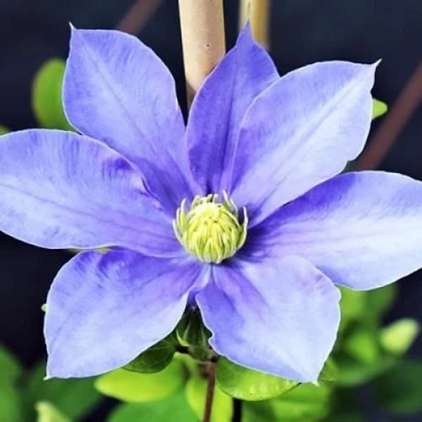 Клематис крупноцветковый Фуджимусум (Fujimusume)