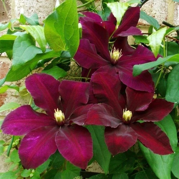 Клематис крупноцветковый Ниобе (Niobe)