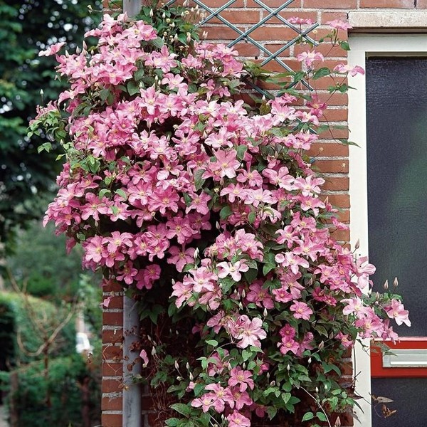 Клематис крупноцветковый Комтис де Бушо (Comtesse de Bouchaud)