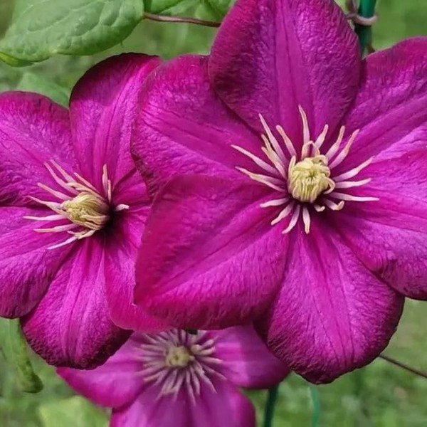 Клематис крупноцветковый Виль де Лион (Ville de Lyon)