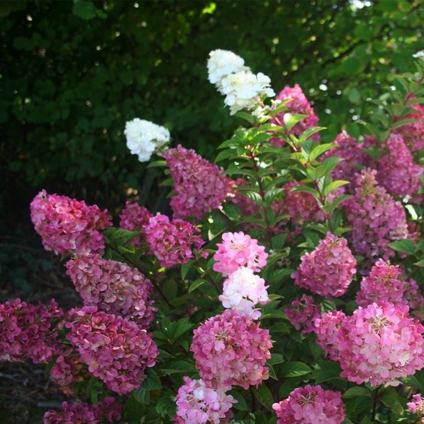 Сандей Фрайз