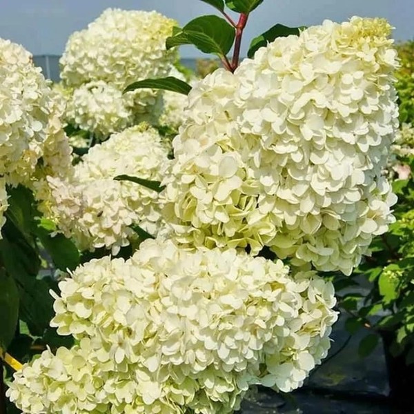 Диамантино