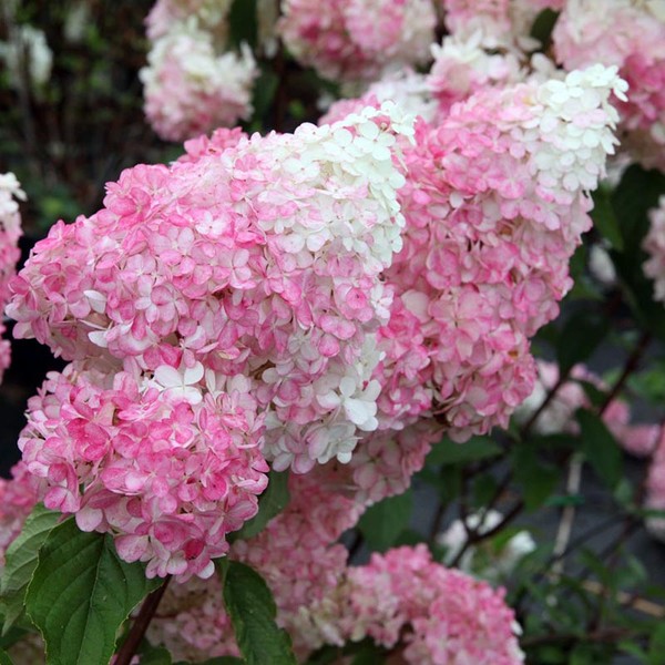 Ванила Фрайз