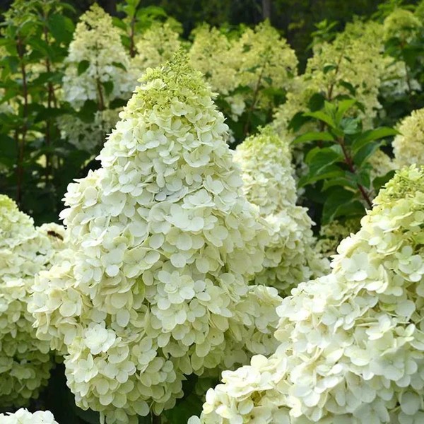 Сильвер Доллар