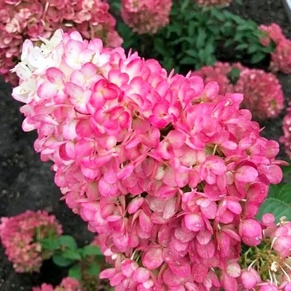 Строуберри Блоссом