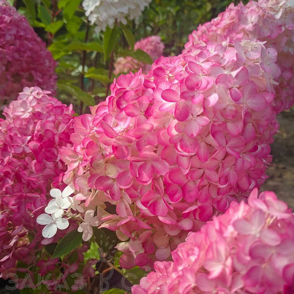 Пинк энд Роуз