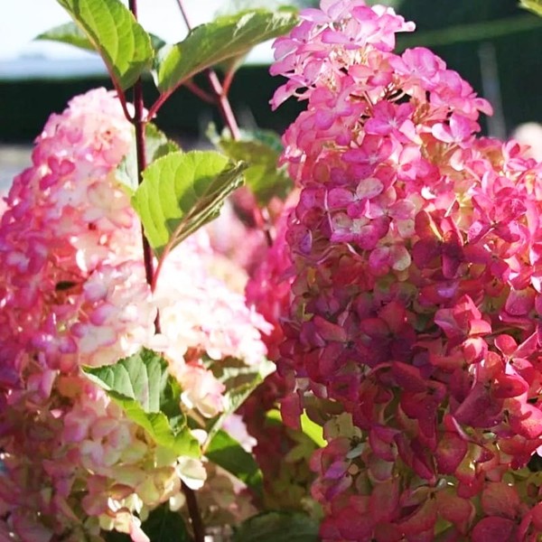 Фрейз Мельба