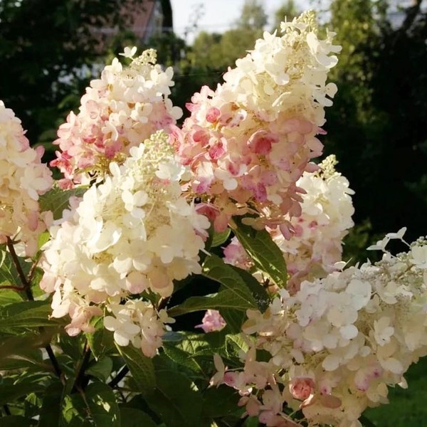 Пинки Винки