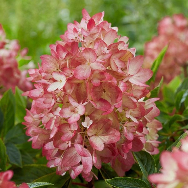 Граундбрейкер