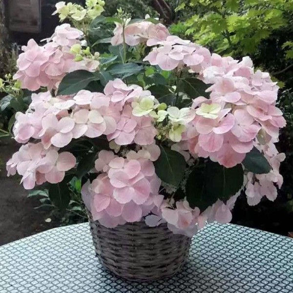 Френч Болеро