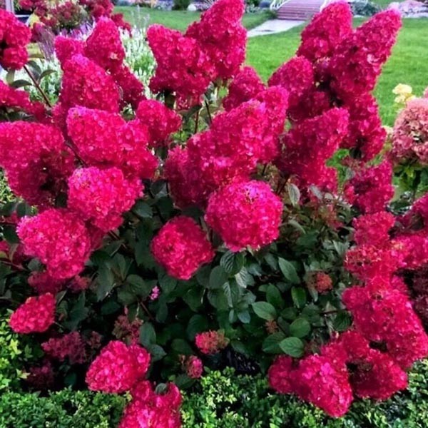 Самарская Лидия